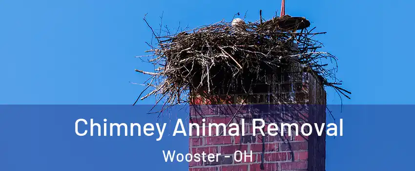Chimney Animal Removal Wooster - OH