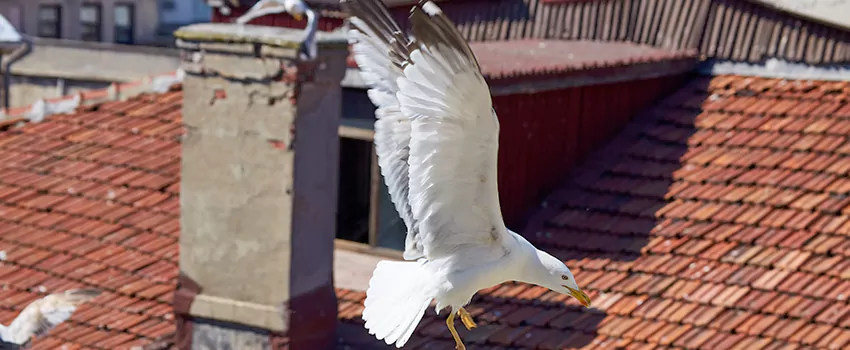 Residential Chimney Animal Removal Solution in Wooster, OH