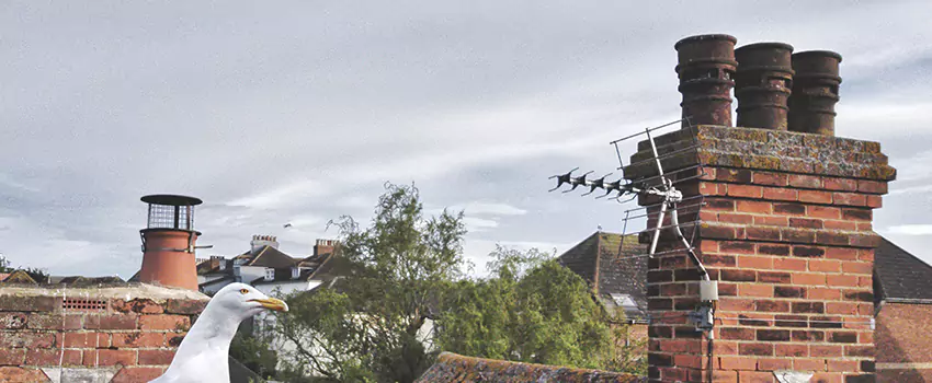 Chimney Cleaning And Restoration in Wooster, Ohio